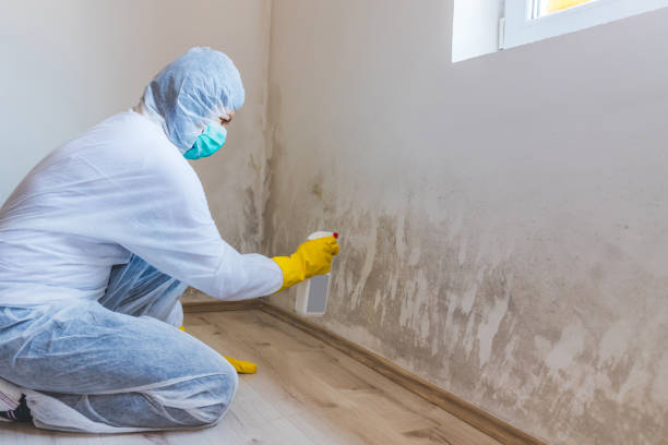 Licensed Black Mold Removal service in Clearwater, MN - WQB Mold Removal