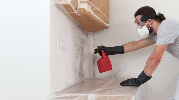 Professional Black Mold Removal technician working in Clearwater, MN